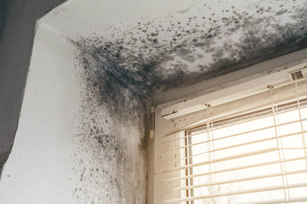 Affordable Mold Inspection And Testing solutions in Hamilton, IL
